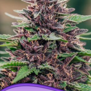 Toffee Pudding Auto von Anesia Seeds
