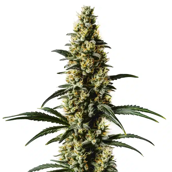 Orka Blimburn Seeds