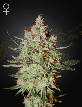 Train Wreck von Green House Seed Co.