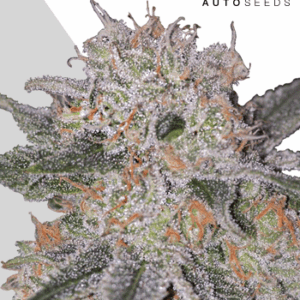 Trans Siberian Auto von Auto Seeds