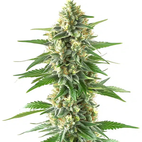 Critical Daddy Purple Blimburn Seeds
