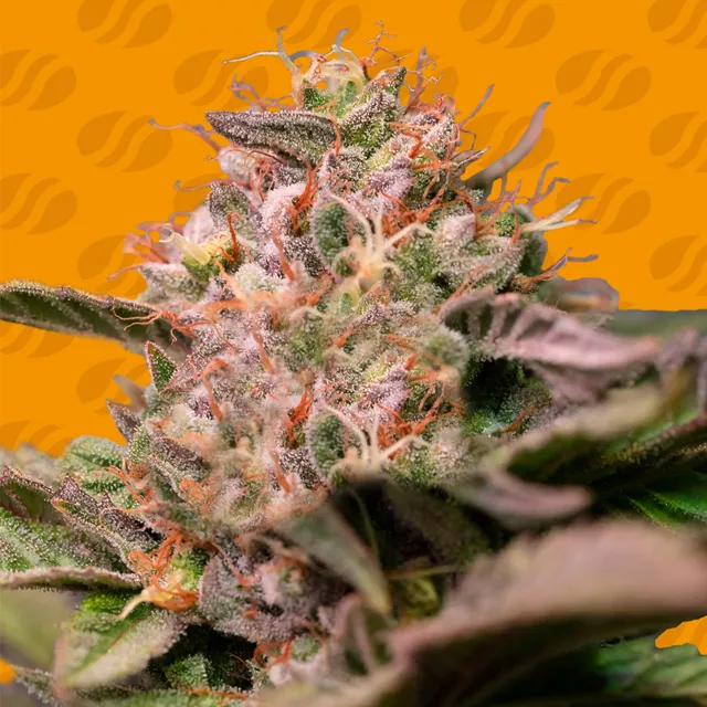 Trop Cherry Original Sensible Seeds