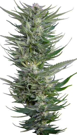 Fruity Durban Serious Seeds