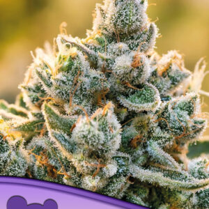 Vanilla Frosting von Anesia Seeds