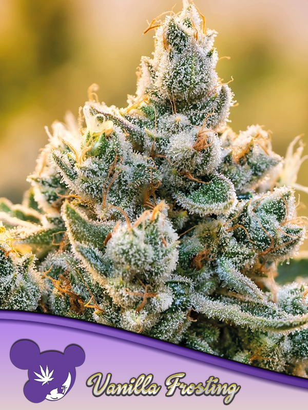 Vanilla Frosting 10 St. Anesia Seeds