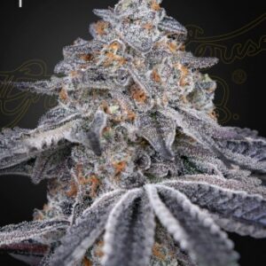 Velvet Moon von Green House Seed Co.