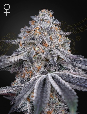 Velvet Moon von Green House Seed Co.