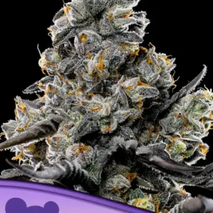 Violet Face von Anesia Seeds
