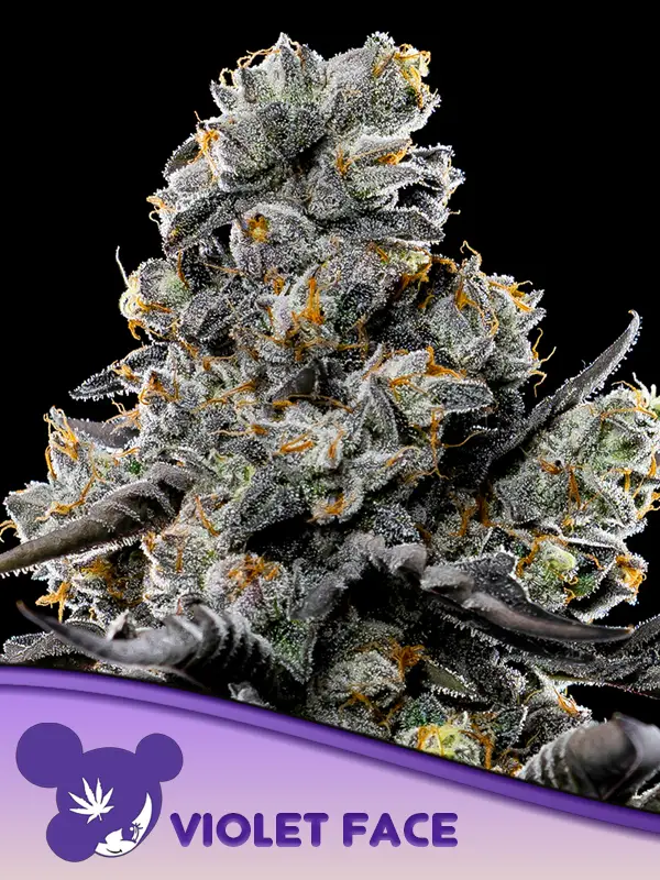 Violet Face von Anesia Seeds