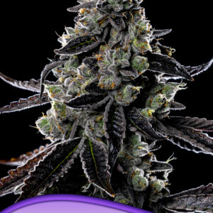 Violet Face Auto von Anesia Seeds
