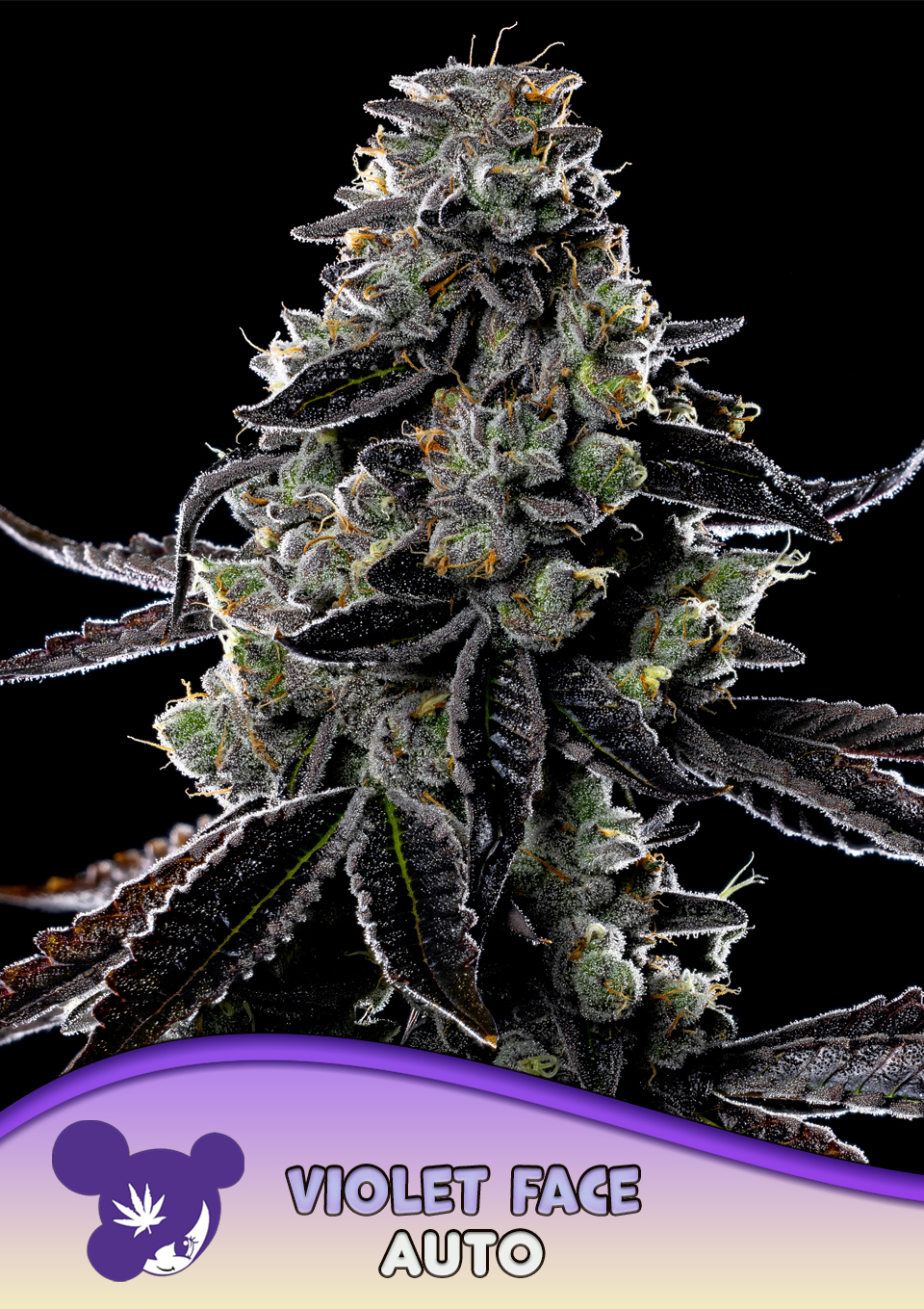 Violet Face Auto von Anesia Seeds