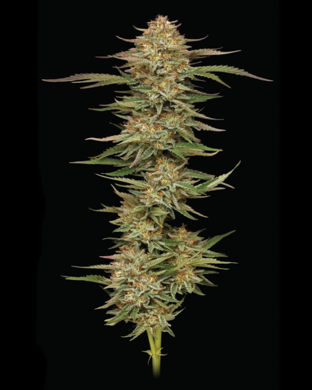 Orange Creampop von Humboldt Seed Company