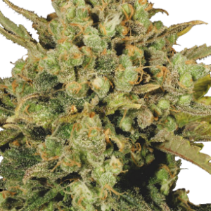 Warlock Serious Seeds