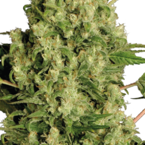 White Russian Serious Seeds