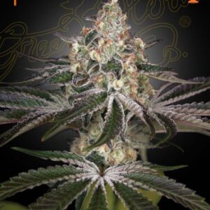 White Widow von Green House Seed Co.
