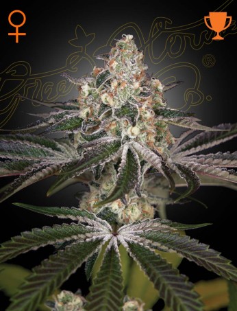 White Widow von Green House Seed Co.