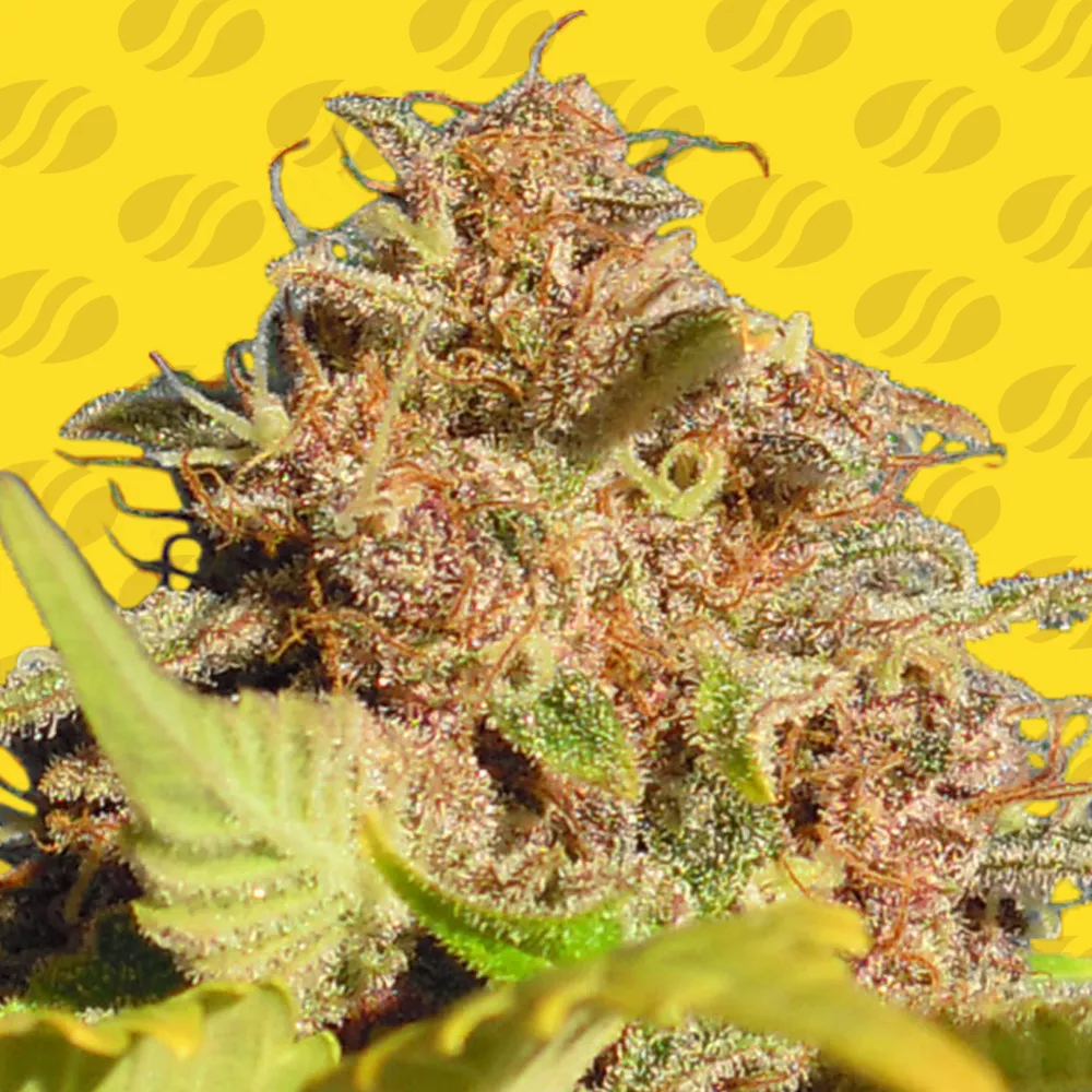 Wedding Cake Auto Original Sensible Seeds