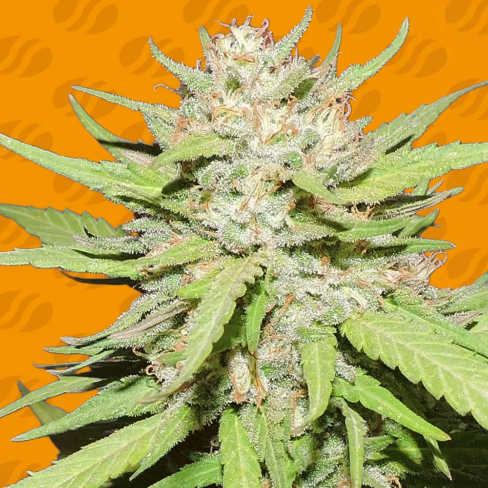 Wedding Cake Original Sensible Seeds