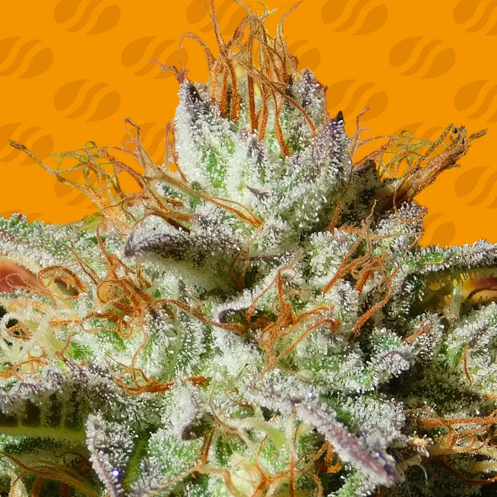 Wedding Cookies Original Sensible Seeds