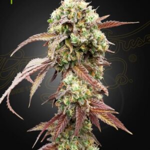 West Coast OG x Gelato Auto 41 von Green House Seed Co.