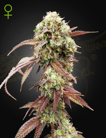 West Coast OG x Gelato Auto 41 von Green House Seed Co.
