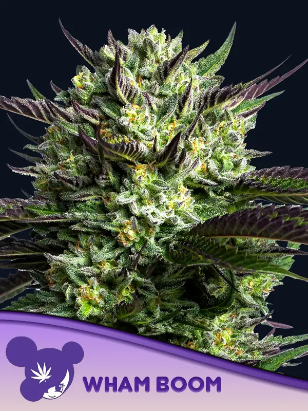 WHAM BOOM von Anesia Seeds