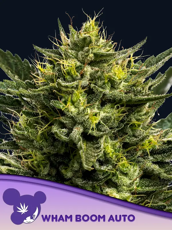 WHAM BOOM Auto von Anesia Seeds