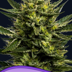 WHAM BOOM Auto von Anesia Seeds