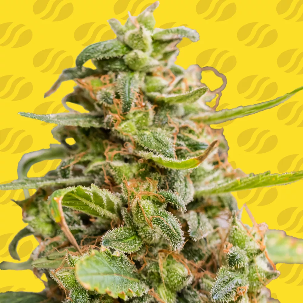 White Crystal Meth Auto Original Sensible Seeds