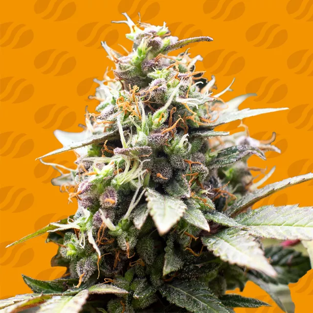 White Raspberry Truffle Original Sensible Seeds