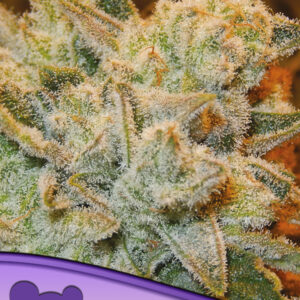 White Runtz von Anesia Seeds