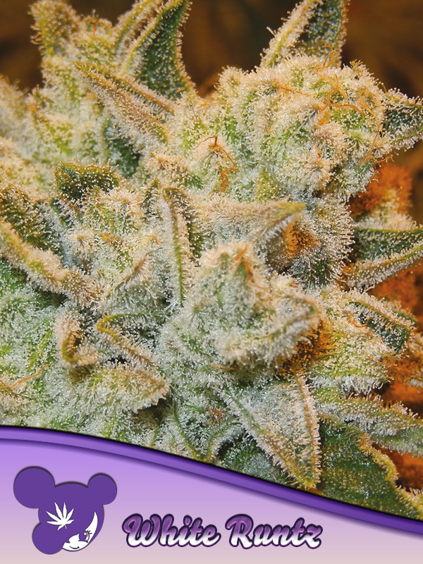White Runtz von Anesia Seeds