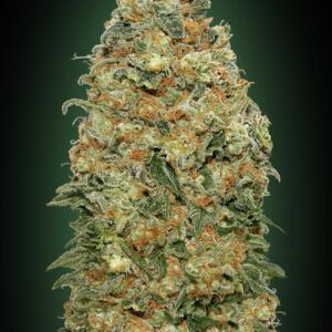 White Widow von 00 Seeds