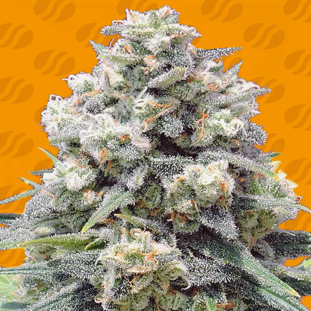 White Widow + Original Sensible Seeds