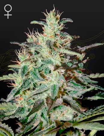 White Lemon von Green House Seed Co.