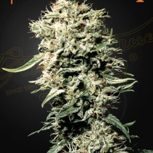 White Rhino von Green House Seed Co.