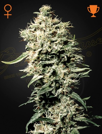White Rhino von Green House Seed Co.