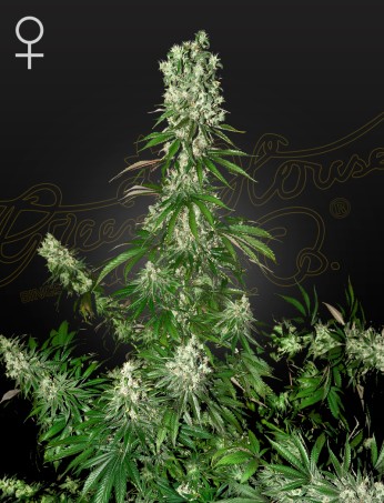 White Strawberry Skunk von Green House Seed Co.