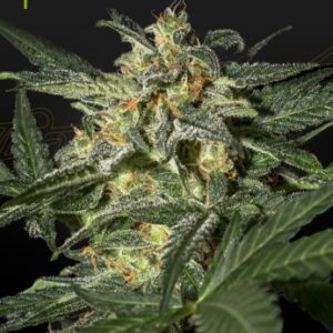 White Widow Auto von Green House Seed Co.