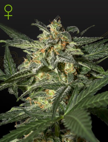 White Widow Auto von Green House Seed Co.