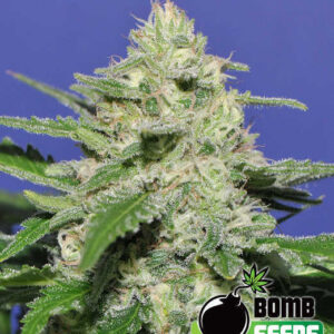 Widow Bomb von Bomb Seeds