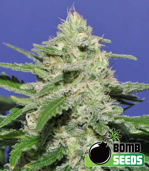 Widow Bomb von Bomb Seeds