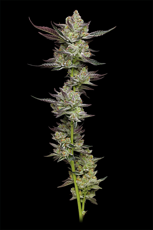 Poddy Mouth von Humboldt Seed Company