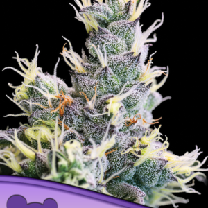 Auto Yuhbary von Anesia Seeds