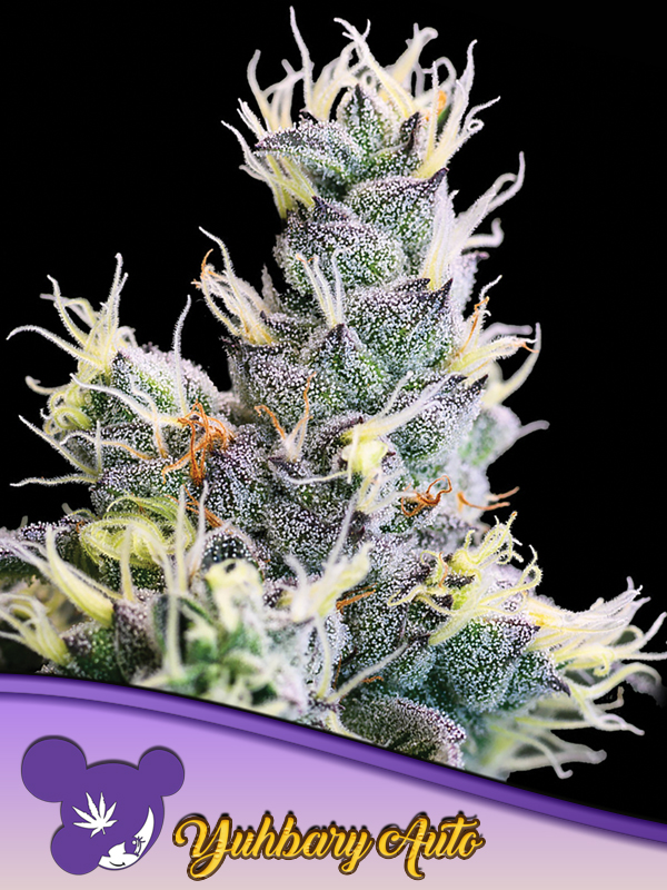 Auto Yuhbary von Anesia Seeds