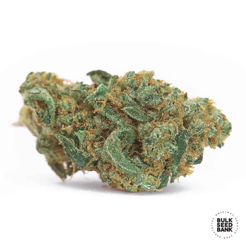 ZKITTLY ZIZI