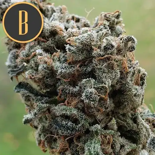 Zombie Death Fuck HMC Edition Blimburn Seeds