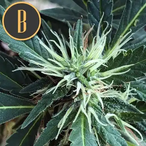 Zombie Death Fuck HMC Edition Blimburn Seeds