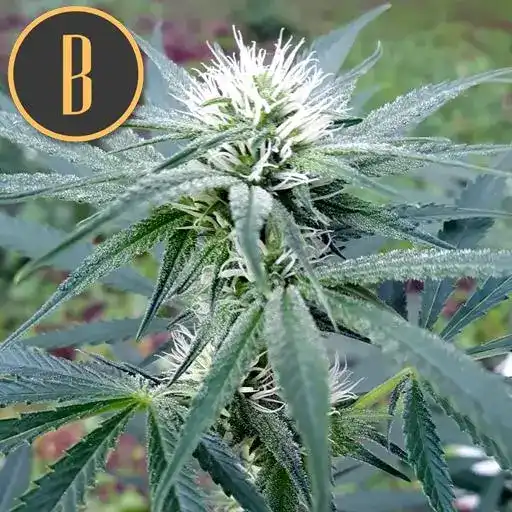 Zombie Death Fuck HMC Edition Blimburn Seeds