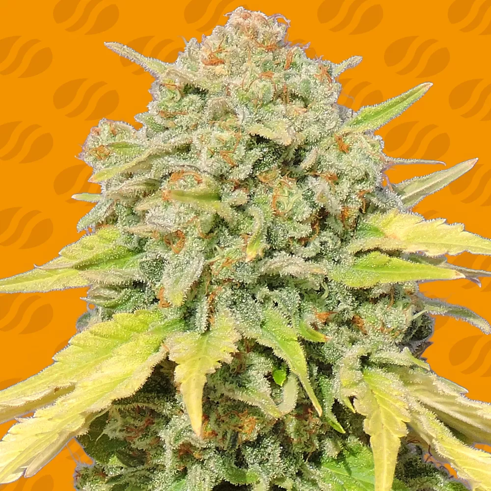 Zkittlez Original Sensible Seeds